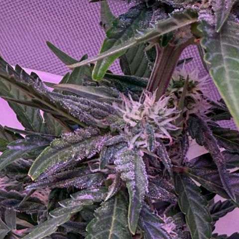 Yuzu Ephoria growlog timeline photo