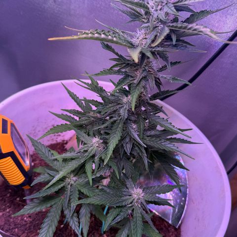 Yuzu Ephoria growlog timeline photo