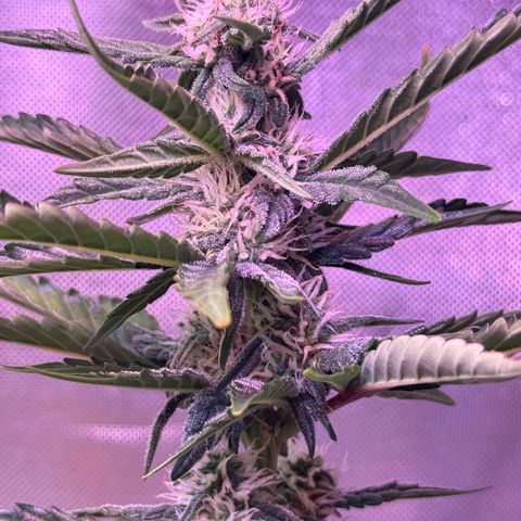 Yuzu Ephoria growlog photo: Getting frosty