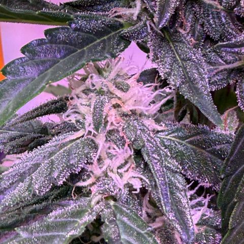 Yuzu Ephoria growlog photo: Getting frosty