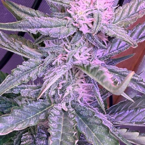 Yuzu Ephoria growlog photo: Getting frosty