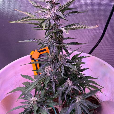 Yuzu Ephoria growlog photo: Getting frosty