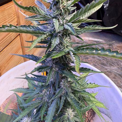 Yuzu Ephoria growlog timeline photo