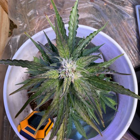 Yuzu Ephoria growlog timeline photo