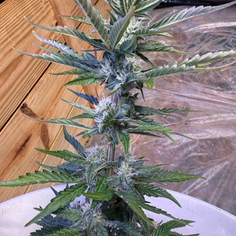 Yuzu Ephoria growlog timeline photo