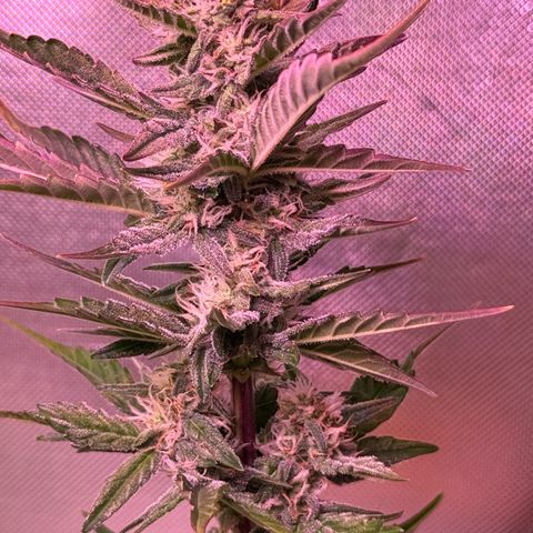 Yuzu Ephoria growlog photo: Should be about 20 days left
