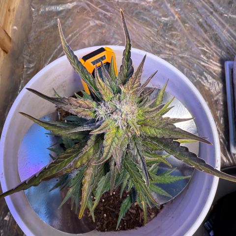 Yuzu Ephoria growlog timeline photo