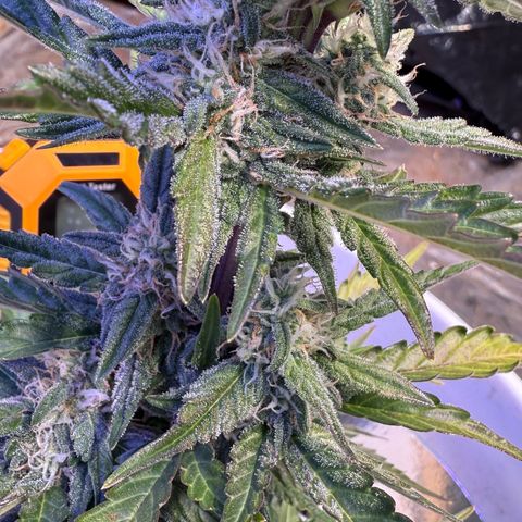 Yuzu Ephoria growlog timeline photo