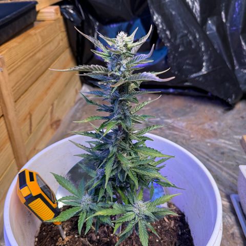 Yuzu Ephoria growlog timeline photo
