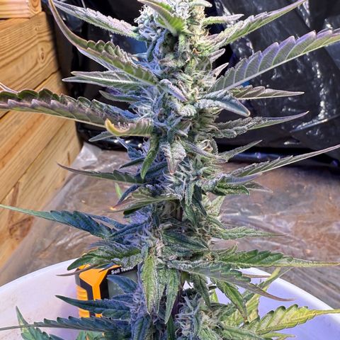 Yuzu Ephoria growlog timeline photo