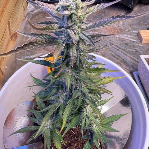 Yuzu Ephoria growlog timeline photo