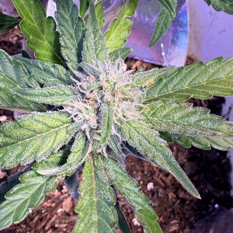 Yuzu Ephoria growlog timeline photo