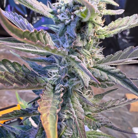 Yuzu Ephoria growlog timeline photo