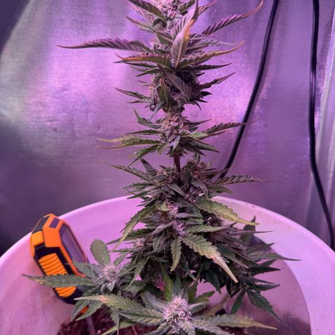 Yuzu Ephoria growlog timeline photo