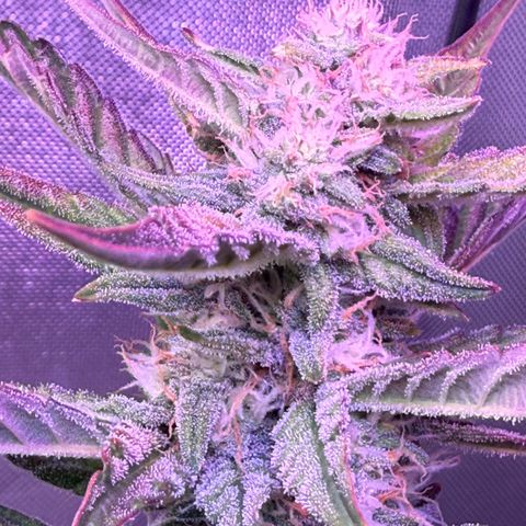 Yuzu Ephoria growlog timeline photo