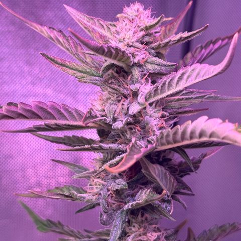 Yuzu Ephoria growlog timeline photo
