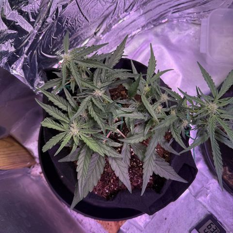 Yuzu growlog timeline photo