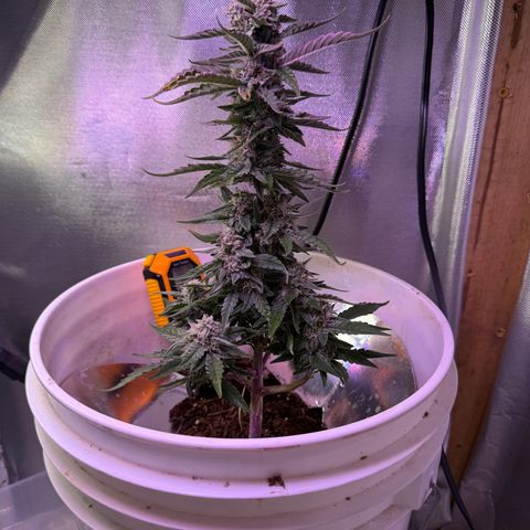 Yuzu Ephoria growlog photo: 10 days or so left