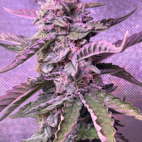 Yuzu Ephoria growlog timeline photo