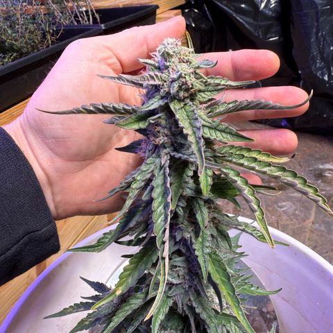 Yuzu Ephoria growlog timeline photo