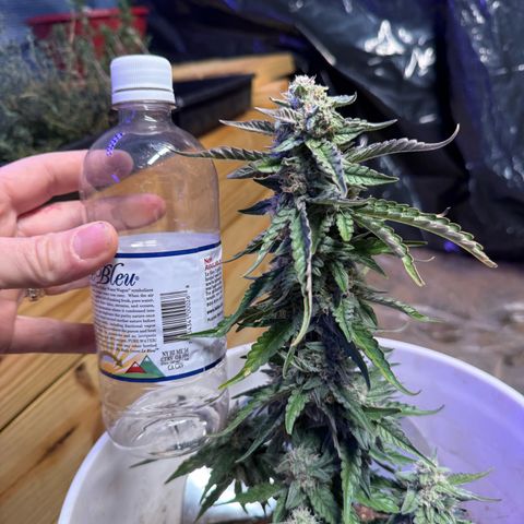 Yuzu Ephoria growlog timeline photo