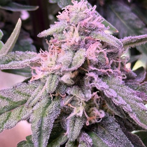 Yuzu Ephoria growlog timeline photo
