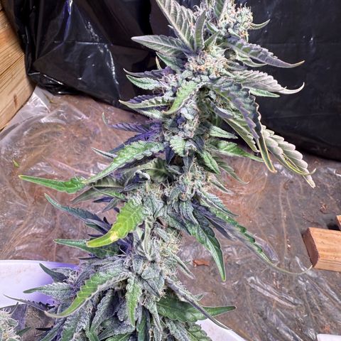 Yuzu Ephoria growlog timeline photo