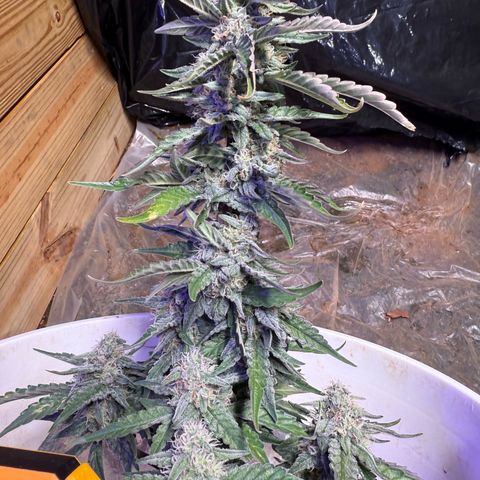 Yuzu Ephoria growlog timeline photo