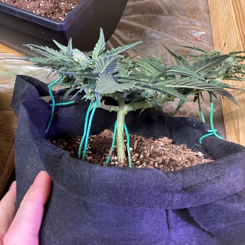 Yuzu growlog timeline photo