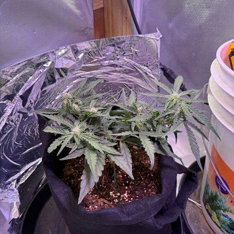 Yuzu growlog timeline photo