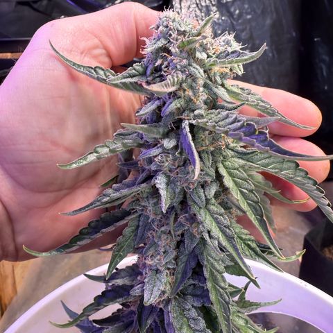 Yuzu Ephoria growlog photo: Almost there no amber trichomes yet.