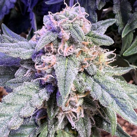 Yuzu Ephoria growlog photo: Almost there no amber trichomes yet.