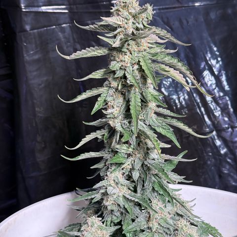Yuzu Ephoria growlog photo: Almost there no amber trichomes yet.