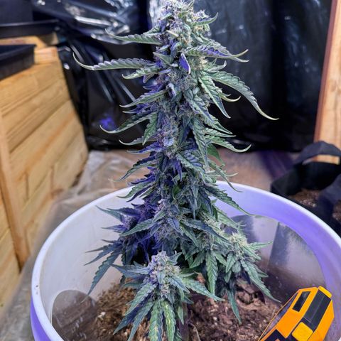 Yuzu Ephoria growlog photo: Almost there no amber trichomes yet.