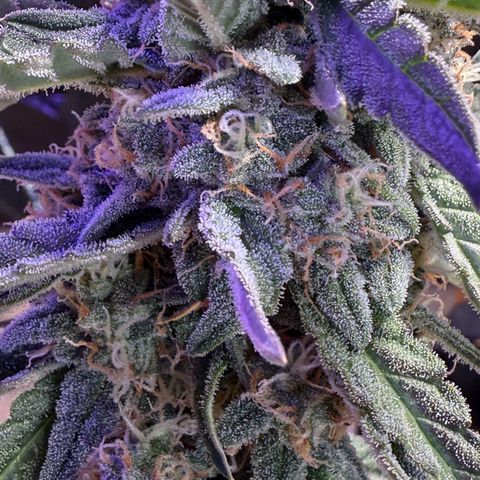 Yuzu Ephoria growlog photo: Almost there no amber trichomes yet.