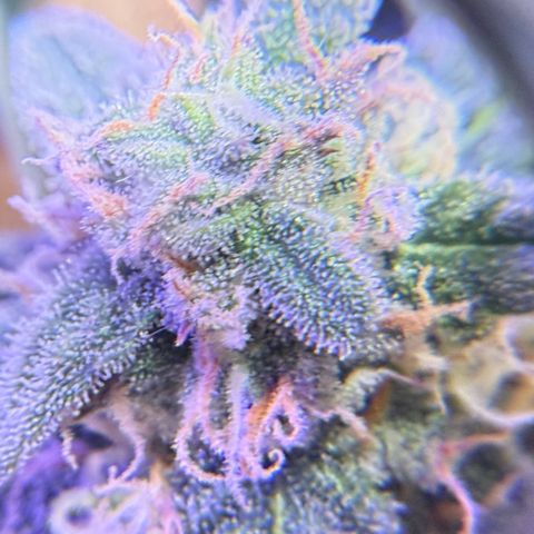 Yuzu Ephoria growlog photo: Almost there no amber trichomes yet.