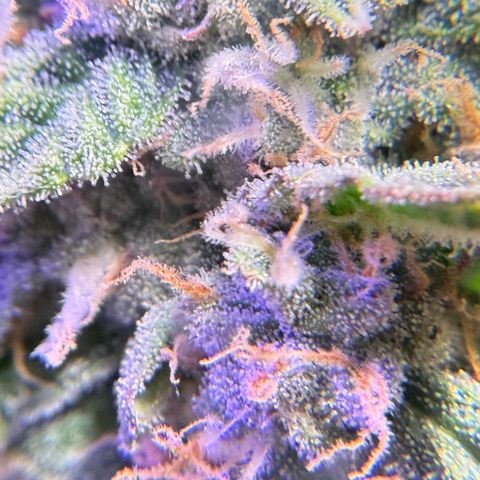 Yuzu Ephoria growlog photo: Almost there no amber trichomes yet.