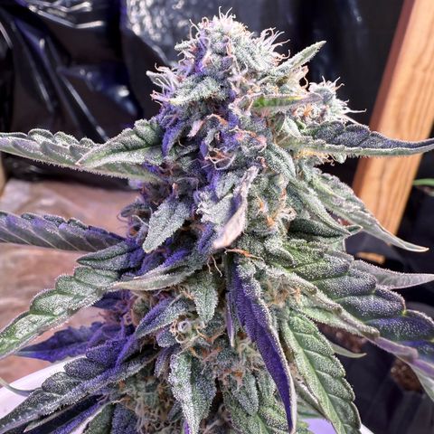 Yuzu Ephoria growlog photo: Almost there no amber trichomes yet.