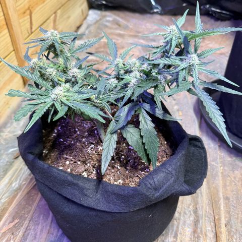 Yuzu growlog photo: Split the stem so I tied it back up