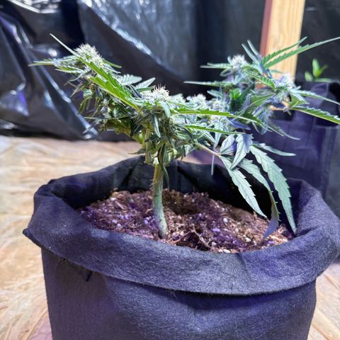 Yuzu growlog photo: Split the stem so I tied it back up
