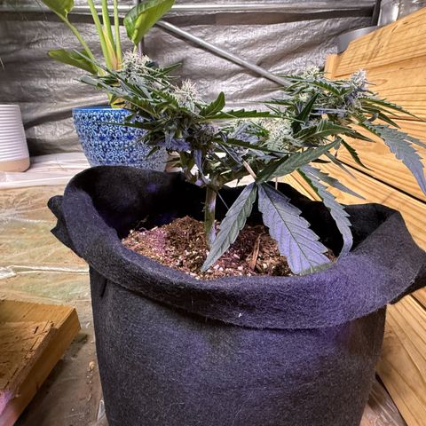 Yuzu growlog timeline photo