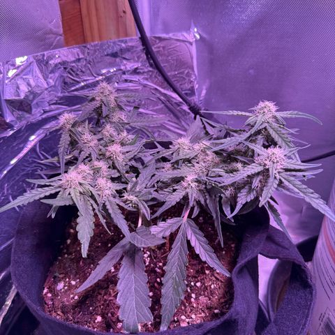 Yuzu growlog timeline photo