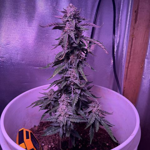 Yuzu Ephoria growlog photo: Mostly cloudy trichomes waiting on some amber 