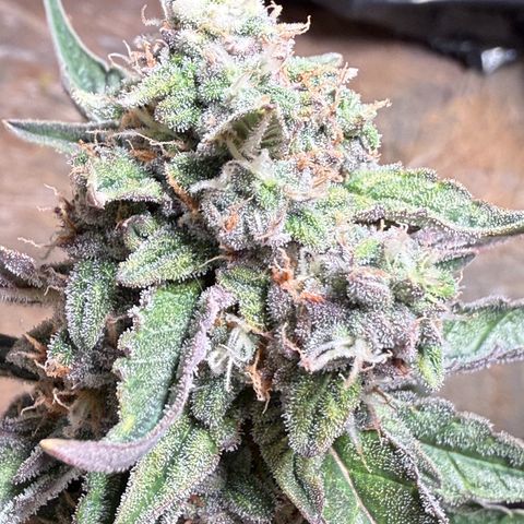 Yuzu Ephoria growlog photo: Mostly cloudy trichomes waiting on some amber 