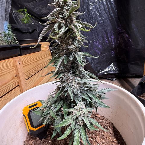 Yuzu Ephoria growlog photo: Mostly cloudy trichomes waiting on some amber 