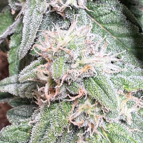 Yuzu Ephoria growlog photo: Mostly cloudy trichomes waiting on some amber 
