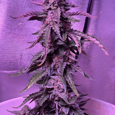 Yuzu Ephoria growlog photo: Mostly cloudy trichomes waiting on some amber 