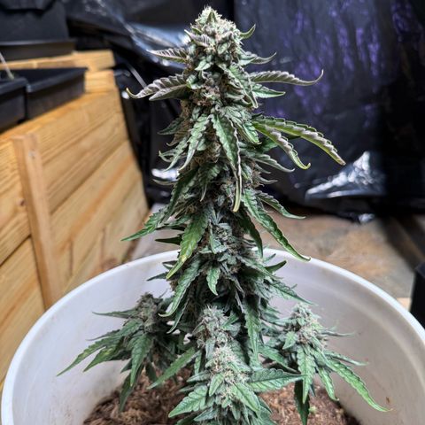 Yuzu Ephoria growlog photo: Mostly cloudy trichomes waiting on some amber 