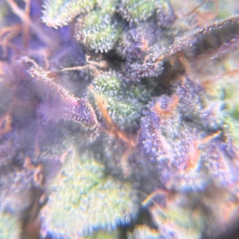 Yuzu Ephoria growlog timeline photo