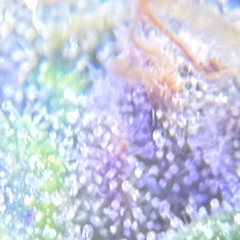 Yuzu Ephoria growlog timeline photo
